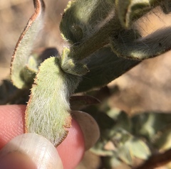 Heterotheca sessiliflora echioides