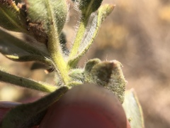 Heterotheca sessiliflora echioides