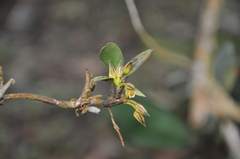 Maxillaria repens
