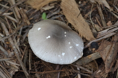 Volvariella volvacea