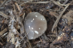 Volvariella volvacea