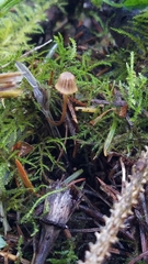 Mycena picta