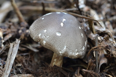 Volvariella volvacea