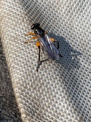 Chalcosyrphus curvaria