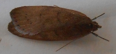 Phaeosaces coarctatella