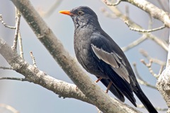 Turdus boulboul