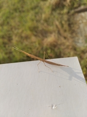 Didymocorypha lanceolata