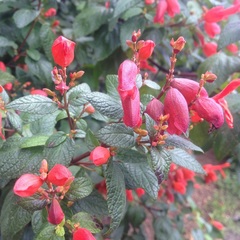 Salvia sessei