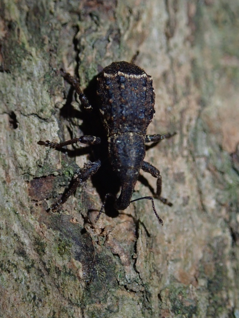 Megacolabus reductus