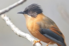 Heterophasia capistrata