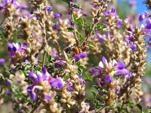 Silver prairie clover (Dalea bicolor)