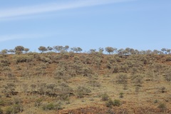 Acacia aneura