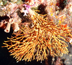 Melithaea