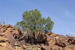 Callitris endlicheri