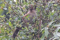 Grammatoptila striata