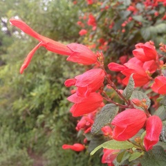 Salvia sessei