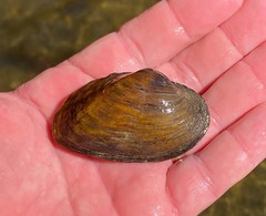 Ptychobranchus foremanianus