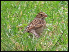 Spizella pallida