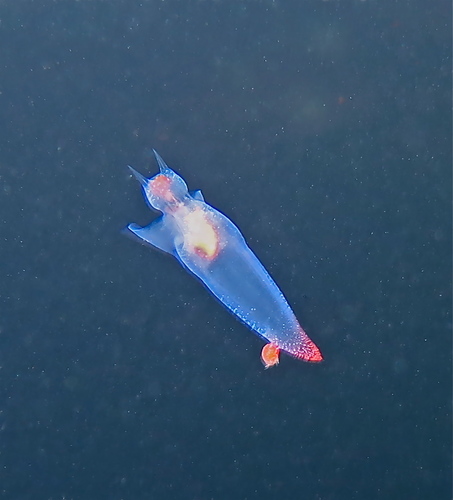 Clione limacina