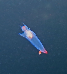 Clione limacina