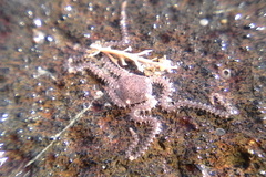 Amphipholis squamata