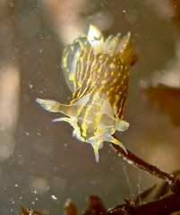 Polycera quadrilineata