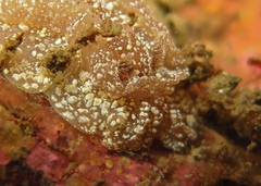 Goniodoris castanea