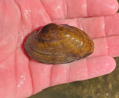 Ptychobranchus foremanianus