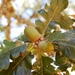Quercus garryana - Photo (c) Jeanne Wirka, μερικά δικαιώματα διατηρούνται (CC BY), uploaded by Jeanne Wirka