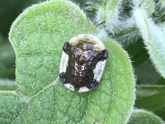 Helocassis testudinaria