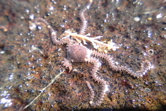 Amphipholis squamata