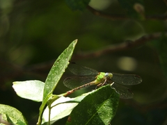 Erpetogomphus