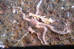 Amphipholis squamata