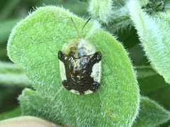 Helocassis testudinaria