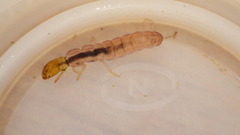 Polycentropus