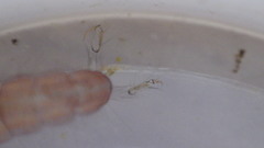 Polycentropus