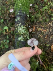 Mycena rosella