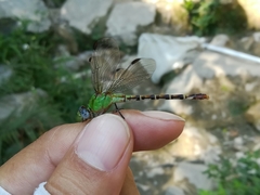 Erpetogomphus
