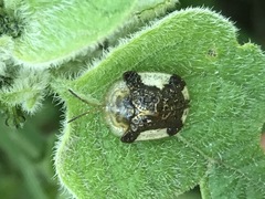 Helocassis testudinaria