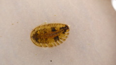 Ectopria nervosa