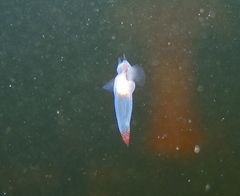 Clione limacina