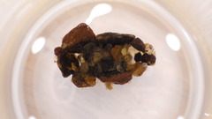 Glossosoma