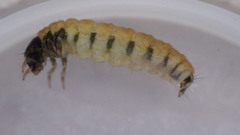 Glossosoma