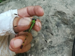 Erpetogomphus