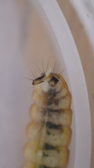 Glossosoma