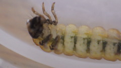 Glossosoma