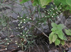 Baccharis thesioides