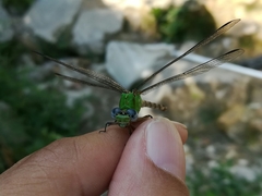 Erpetogomphus