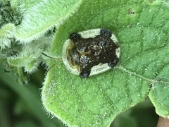 Helocassis testudinaria