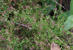 Galium wrightii